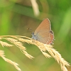 False Ilex Hairstreak _MG_1813